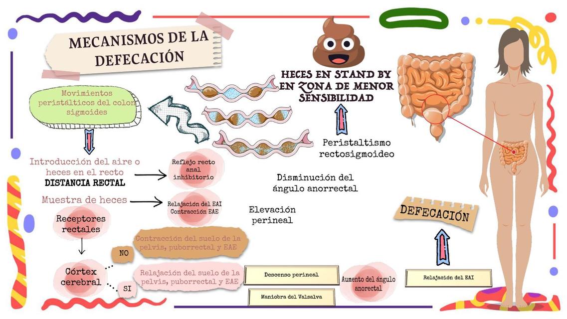 Mecanismos de la Defecación