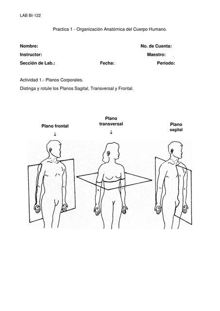 Práctica #1 Organización Anatómica del Cuerpo Humano