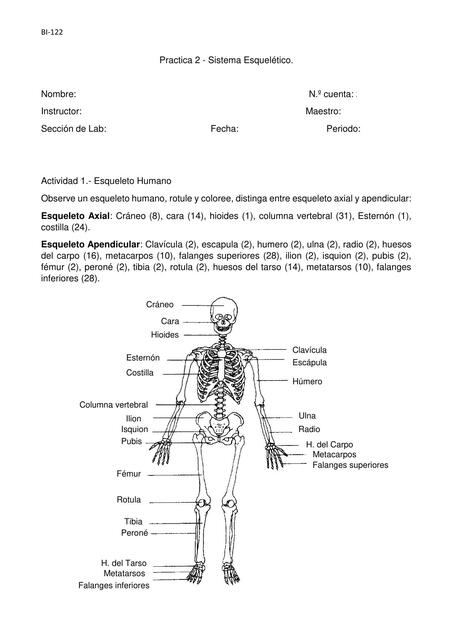 Práctica #2 Sistema Esquelético