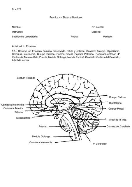 Práctica #4 Sistema Nervioso