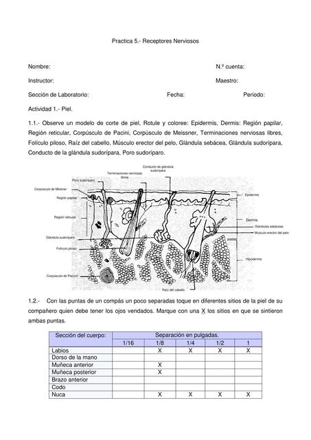 Práctica #5 Receptores Nerviosos