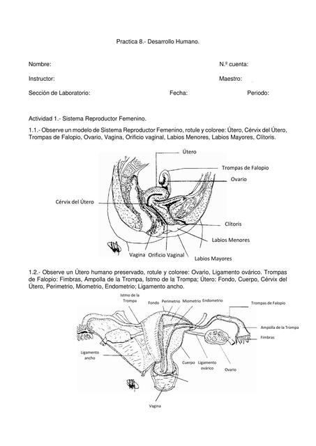 Práctica #8 Desarrollo Humano