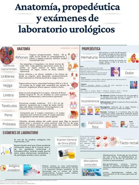 Anatomía propedéutica y exámenes de laboratorio urológicos