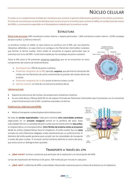Núcleo Celular