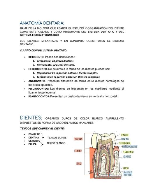 Anatomía Dentaria