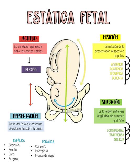 Estática Fetal