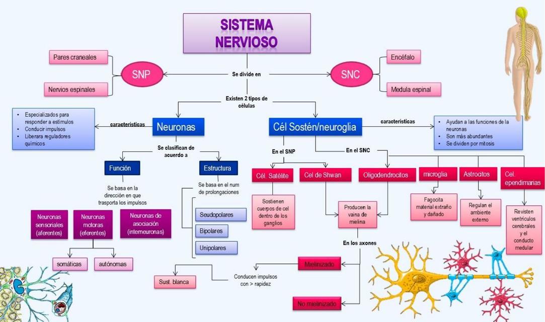 Sistema Nervioso