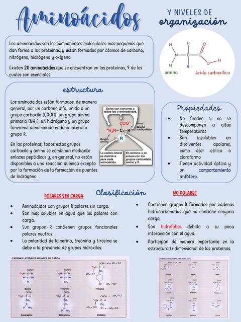 Aminoácidos y niveles de organización