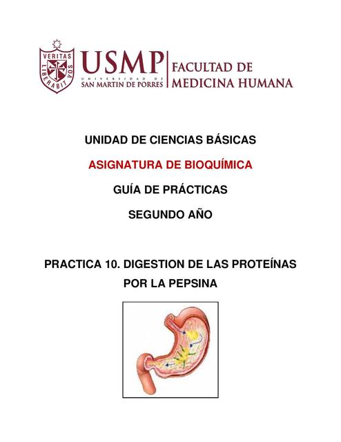 Digestión de las Proteínas por la Pepsina