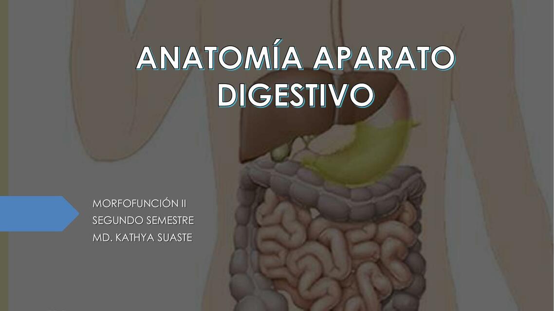 Anatomía del Aparato Digestivo 