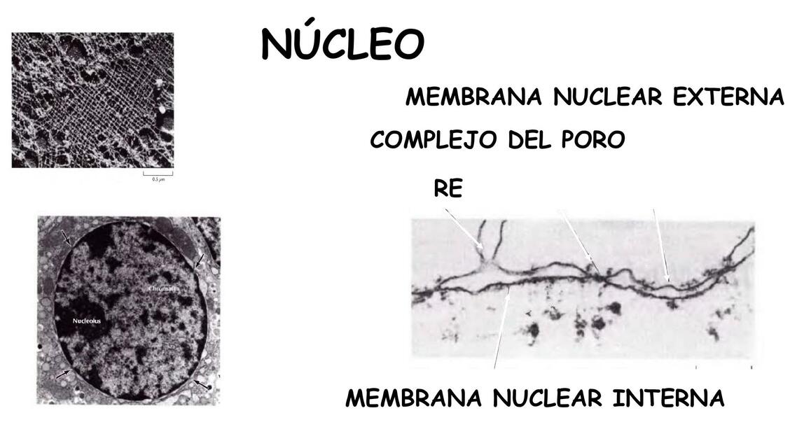 Cromatina 