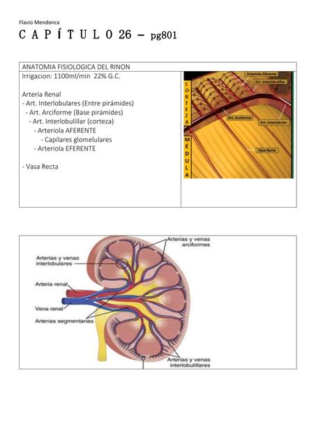 Resúmenes de Arterias renales | Descarga apuntes de Arterias renales