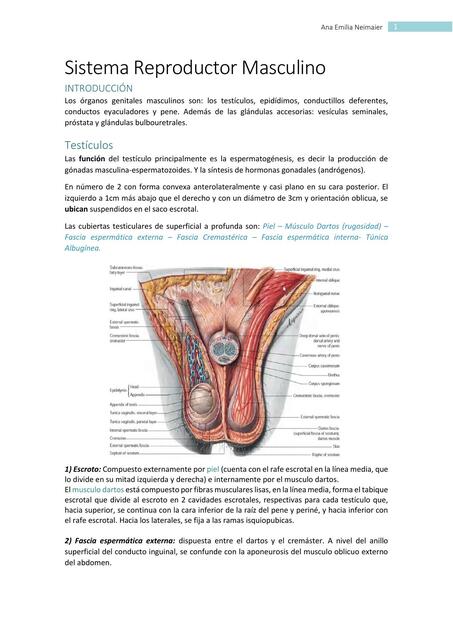 Sistema Reproductor Masculino