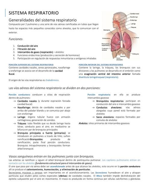 Sistema Respiratorio 