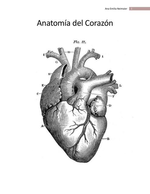 Anatomía del Corazón 