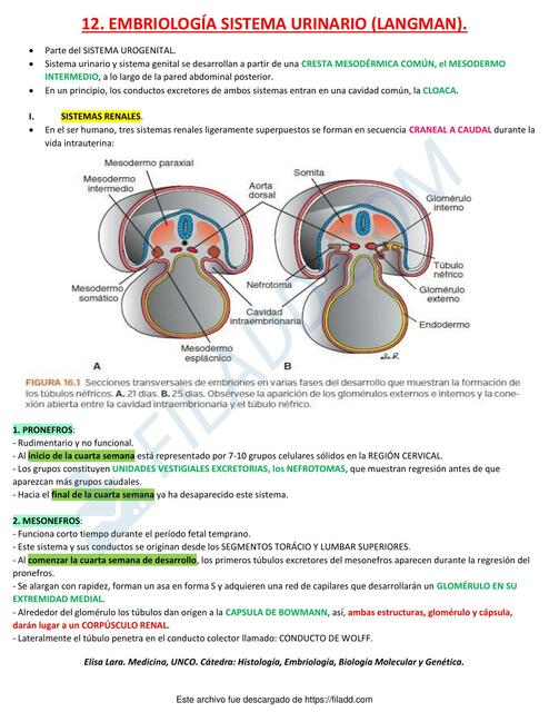 Embriología Sistema Urinario 