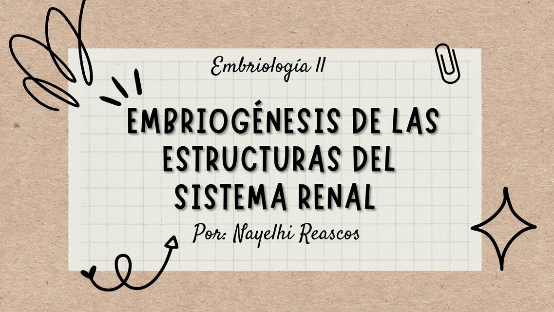 Embriogénesis del Sistema Renal