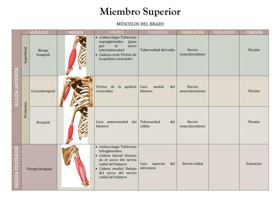 Miembro Superior 