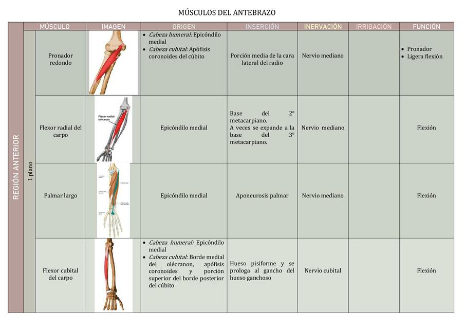 Músculos del Antebrazo 