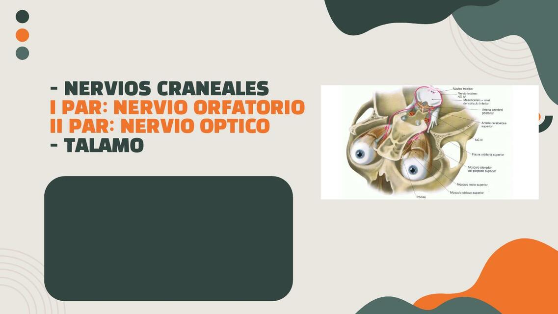 Nervios Craneales y Tálamo 