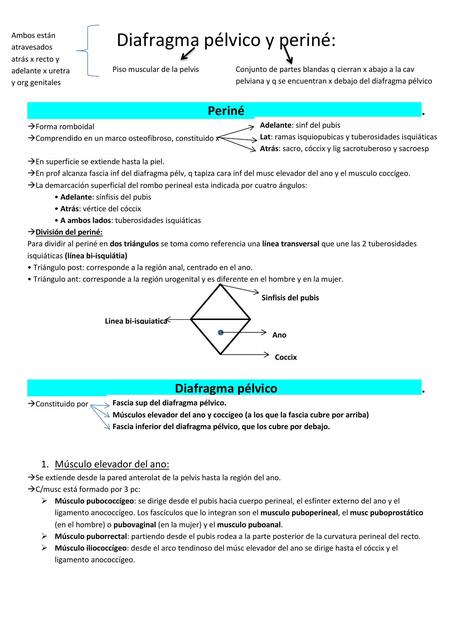 Diafragma Pélvico y Periné