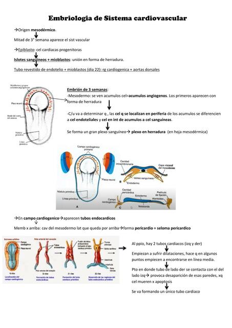 Embriología de Sistema Cardiovascular