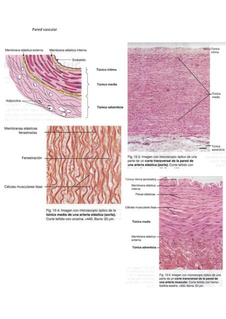 Histología Pared Vascular