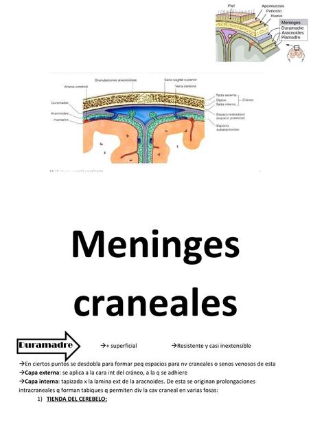 Meninges Craneales