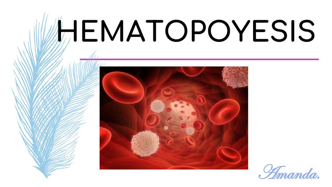 Hematopoyesis