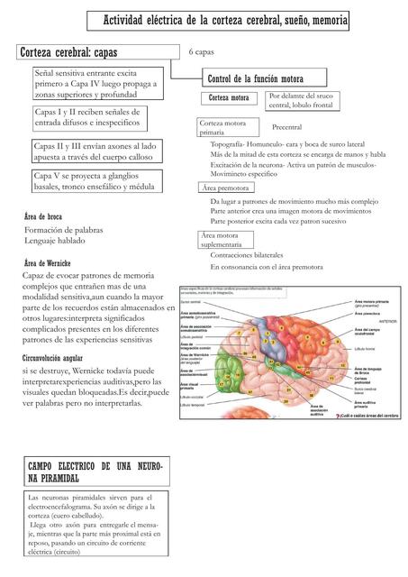 Actividad Eléctrica de la Corteza Cerebral, Sueño, Memoria 