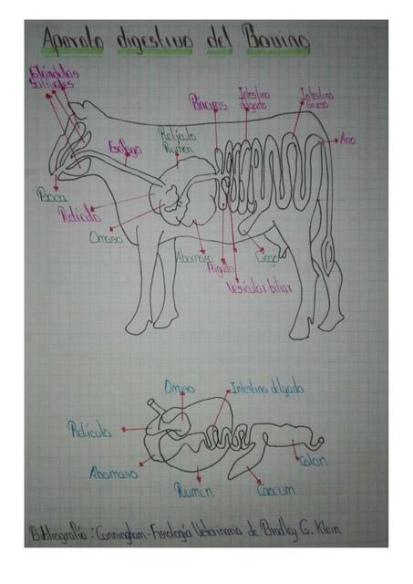 Aparato Digestivo Del Bovino