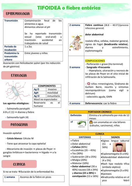 Tifoidea o Fiebre Entérica 