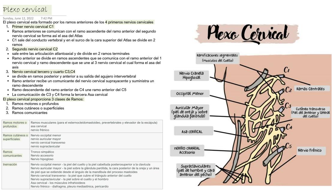 Plexo Cervical