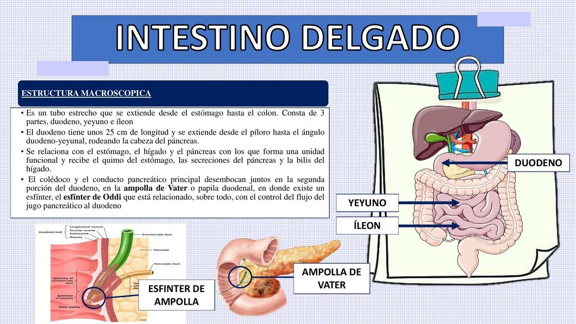 Intestino Delgado 