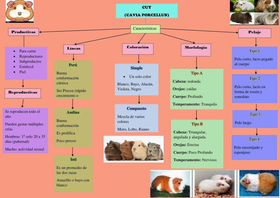 Cuy Características Importantes