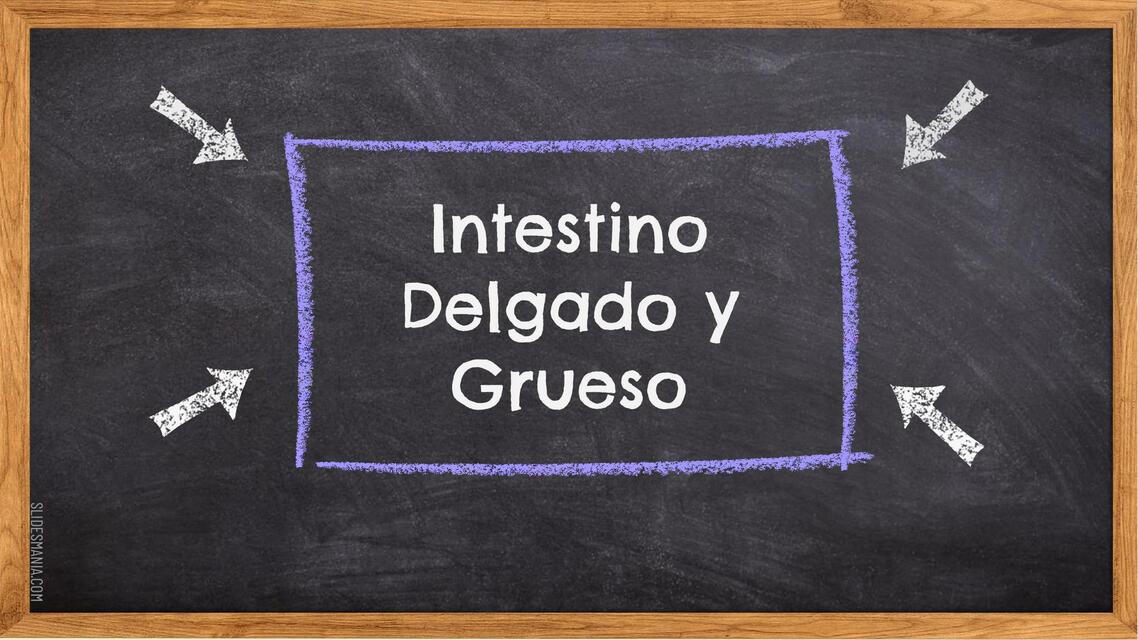 Intestino Delgado y Grueso 