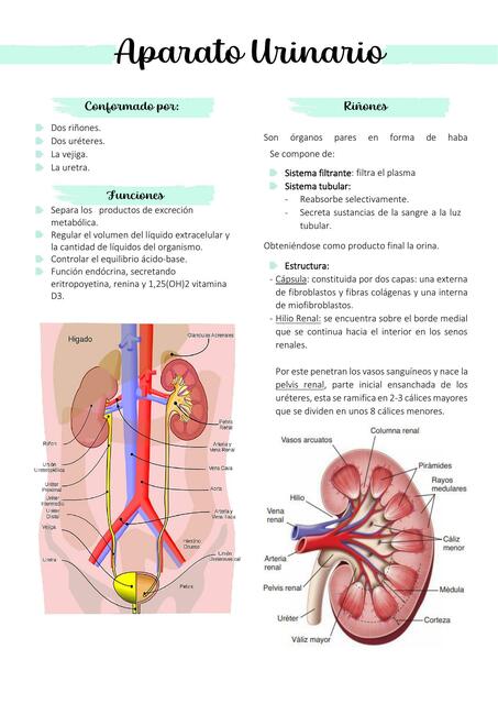 Aparato Urinario
