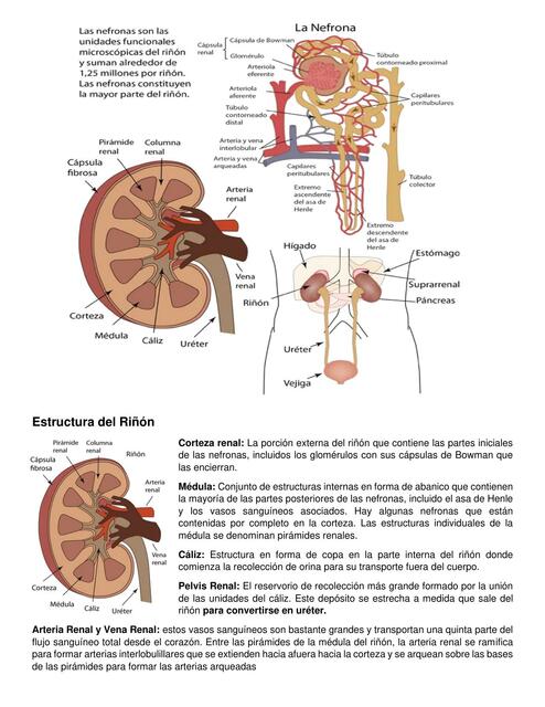 Estructura del Riñón | Paola Acuña | uDocz