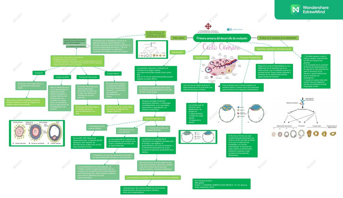 Primera Semana del Desarrollo de Ovulación 