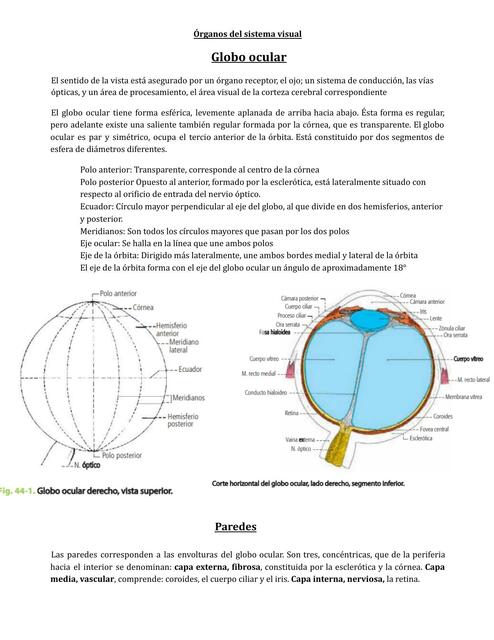 Anatomía del Ojo 