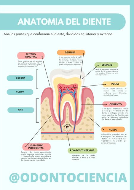 Anatomía del Diente 