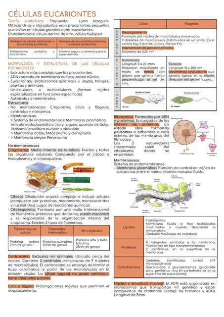 Células Eucariontes y Metabolismo Celular 