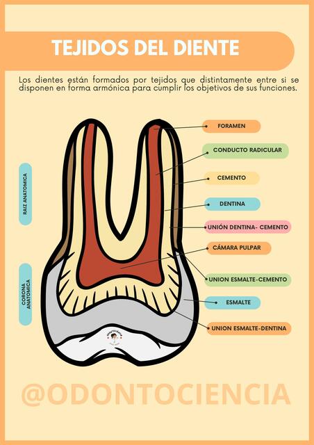 Tejidos del Diente 