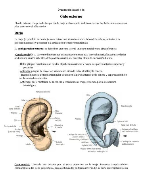 Órganos de la Audición 