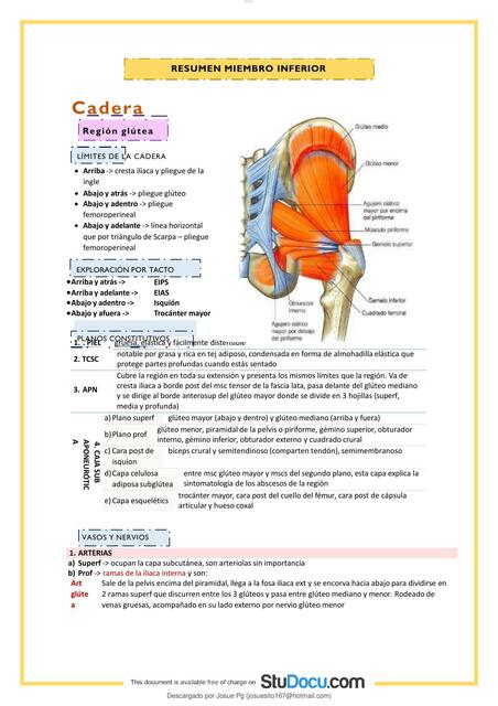 Resumen Miembro Inferior