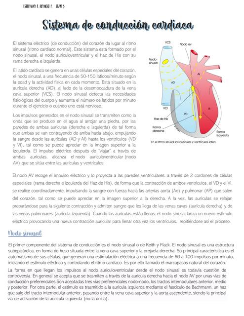 Sistema de conducción cardíaco