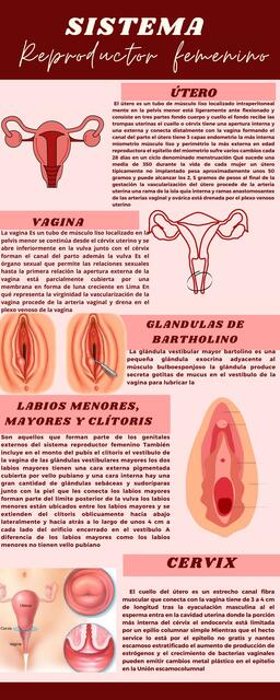 Sistema reproductor femenino