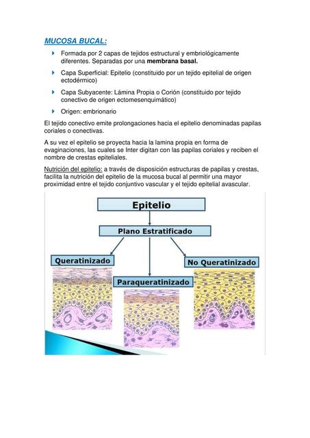 Mucosa Bucal 