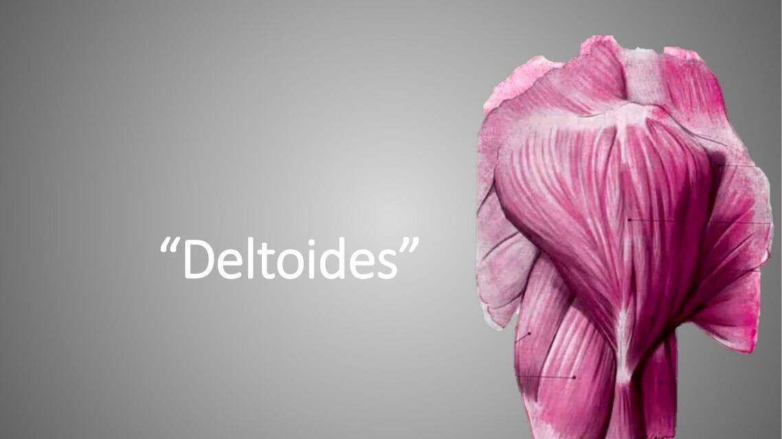 Deltoides