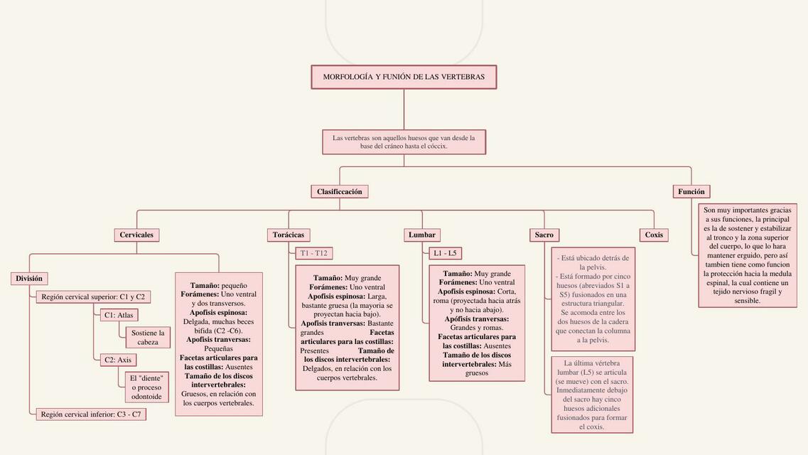 Morfología y Función de la Vertebras 